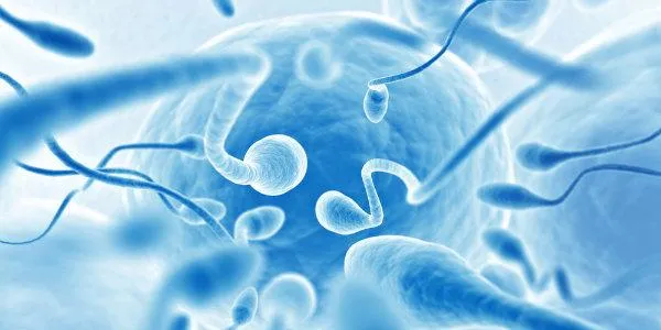 fertilidade