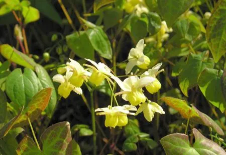 Epimedium para desempenho sexual