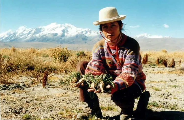 Saiba como se beneficiar com a Maca Peruana